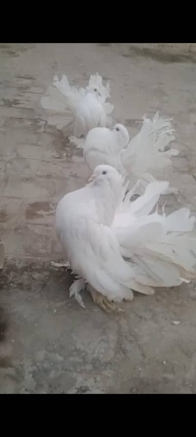 Amarcan fantail