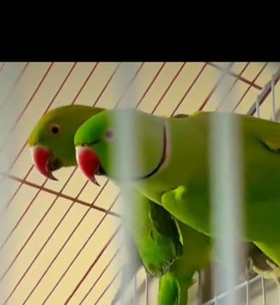 Green parrot pair for sale