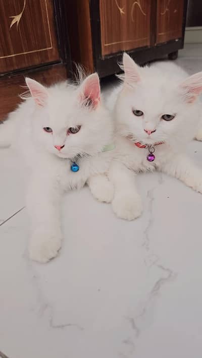 Persian cat pair