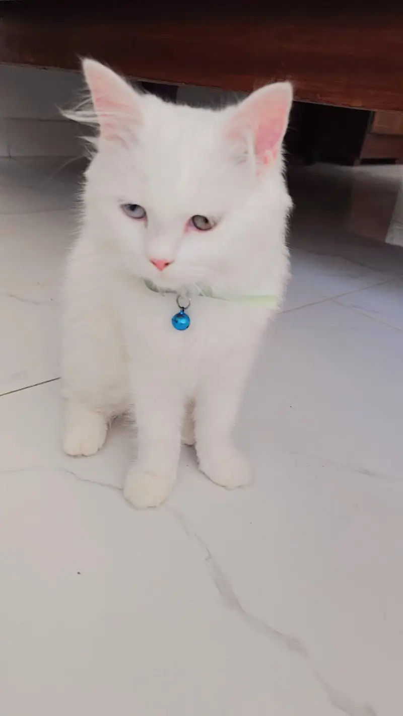 Persian cat pair — photo 3
