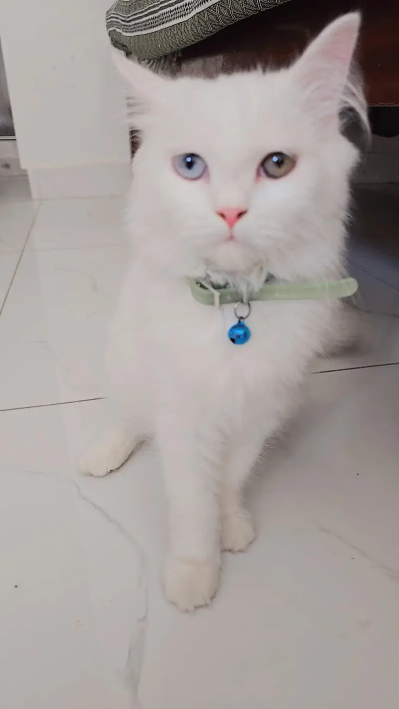 Persian cat pair — photo 4