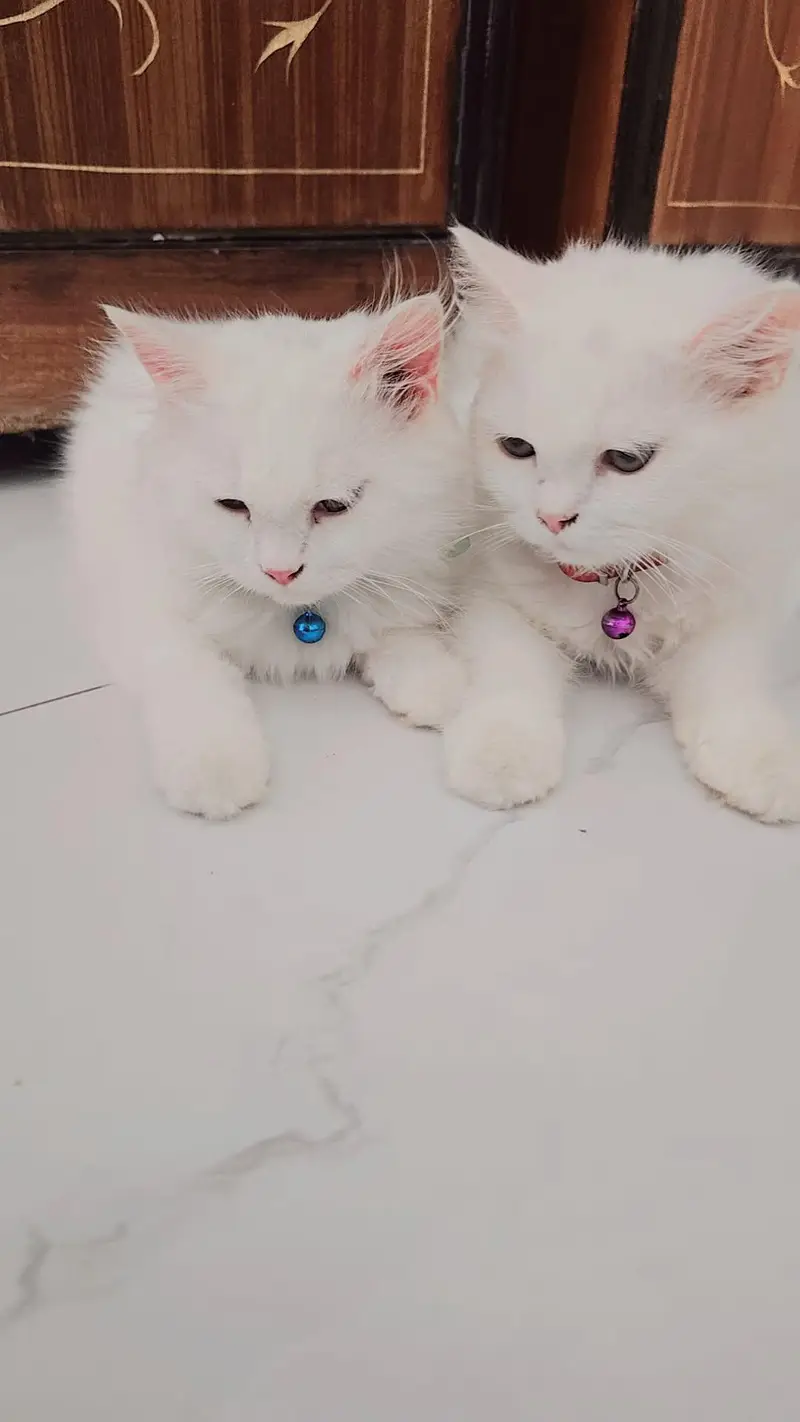 Persian cat pair — photo 5