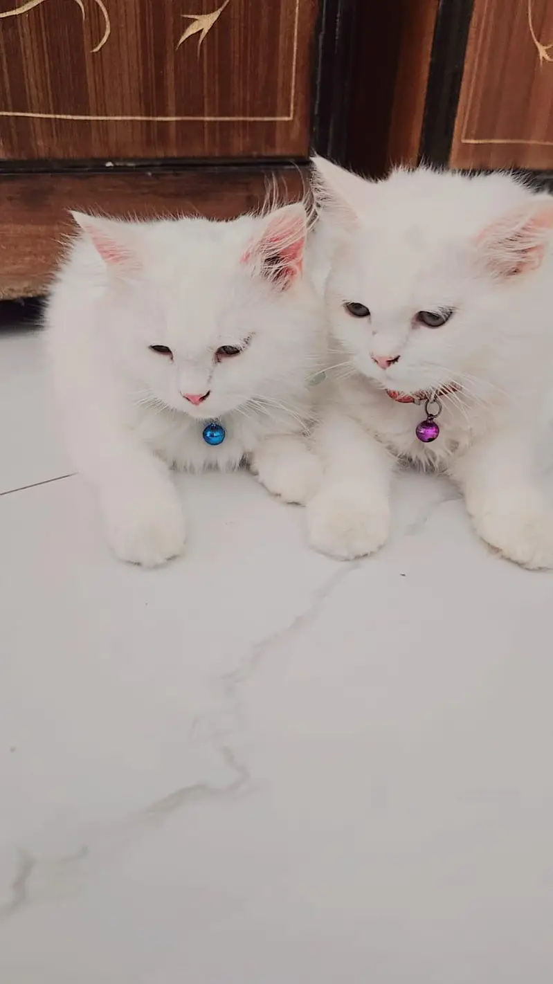 Persian cat pair — photo 6
