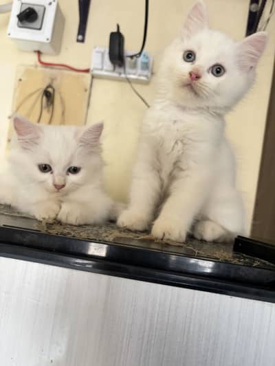 Simba and lusy they are so much and active kitten