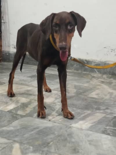 doberman pinscher