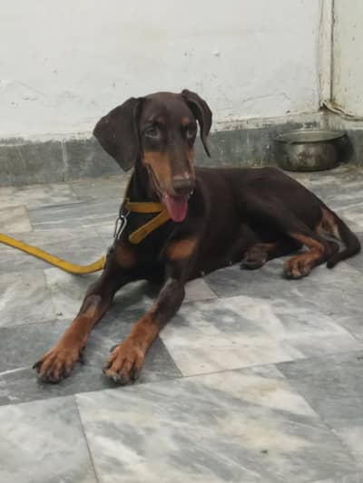 doberman pinscher