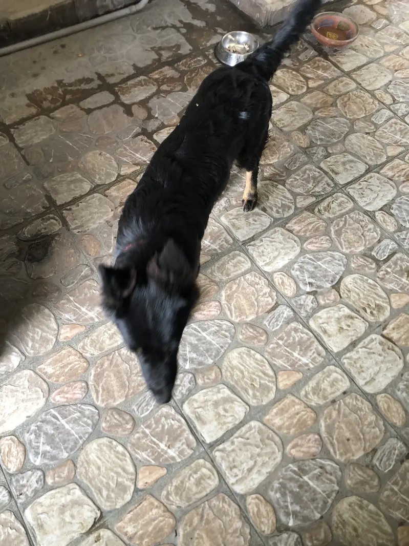 German shapherd — photo 2