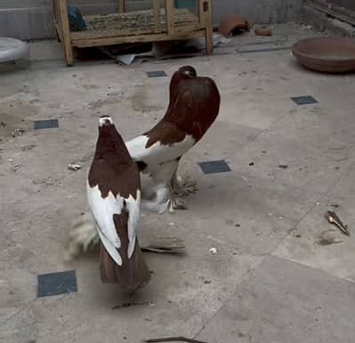 Magpie pouter breeder pair