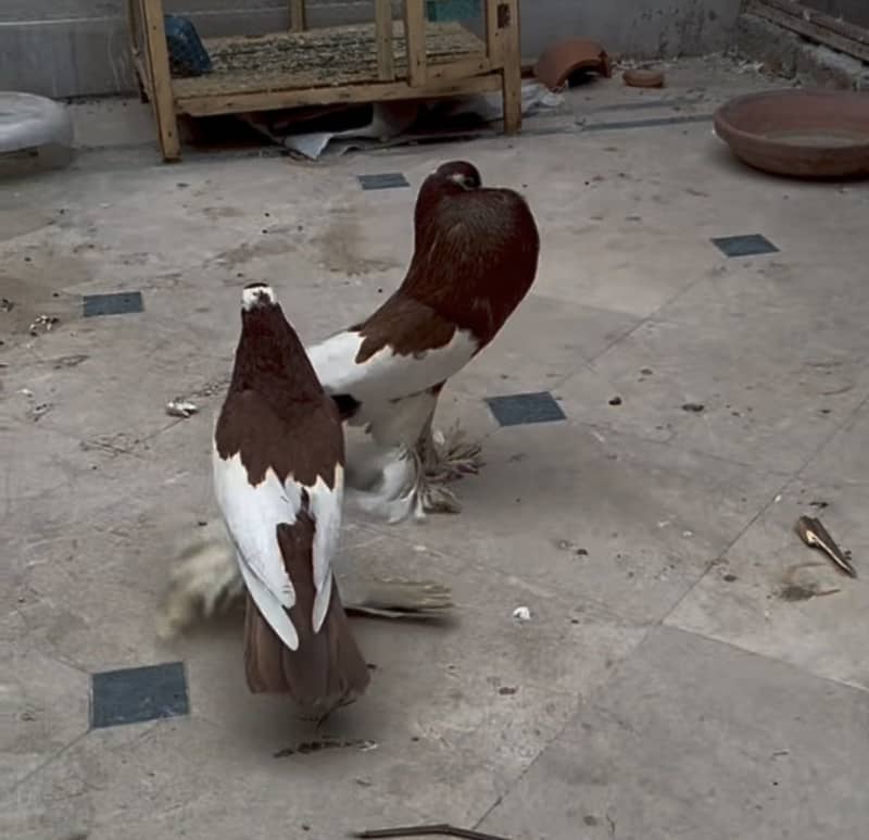 Magpie pouter breeder pair 0