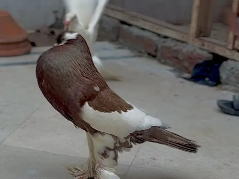 Magpie pouter breeder pair — photo 2