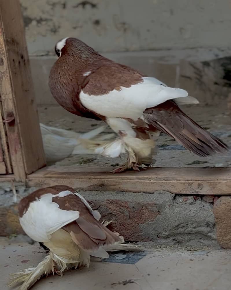 Magpie pouter breeder pair 2