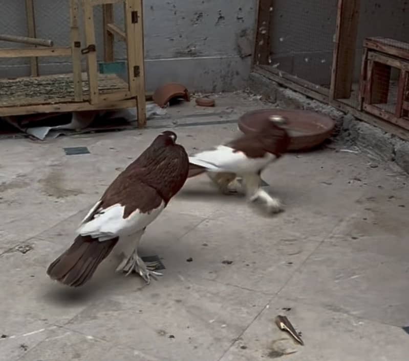 Magpie pouter breeder pair 3