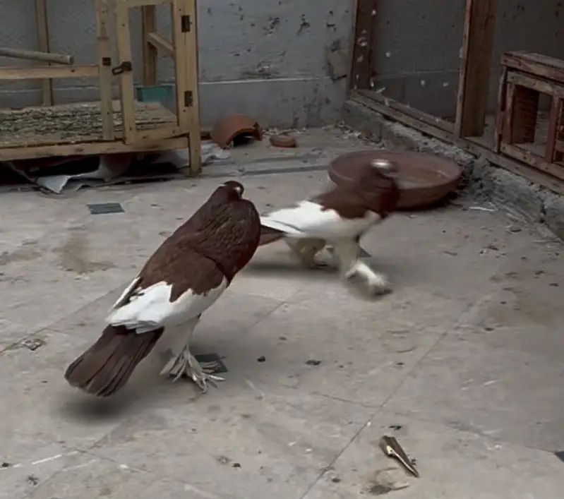 Magpie pouter breeder pair — photo 4