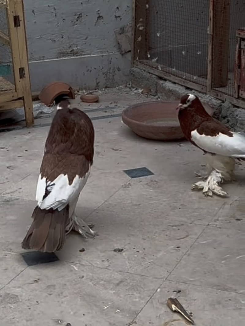 Magpie pouter breeder pair 4