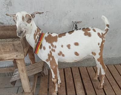 1 teddi male for sale age 5 months