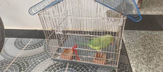 Ringneck female parrot