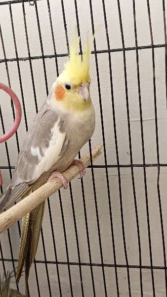 cocktail female