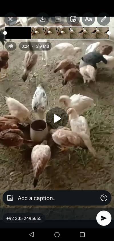 dasi aseel murgiya egg da rhi for sale