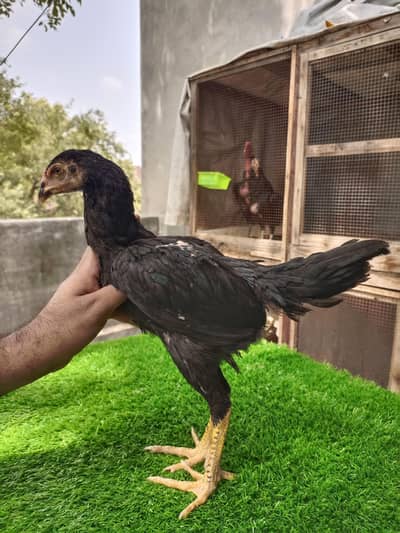Pure Panus Pakoye NeckLocker Line Chicks 3 months & 1 month Aseel Thai