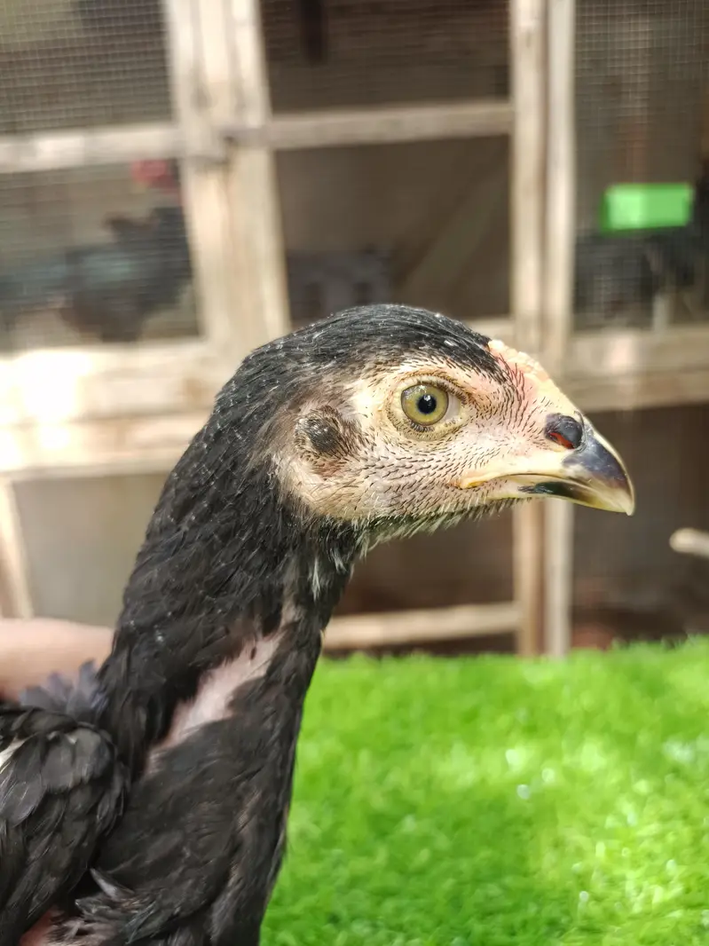 Pure Panus Pakoye NeckLocker Line Chicks 3 months & 1 month Aseel Thai — photo 2