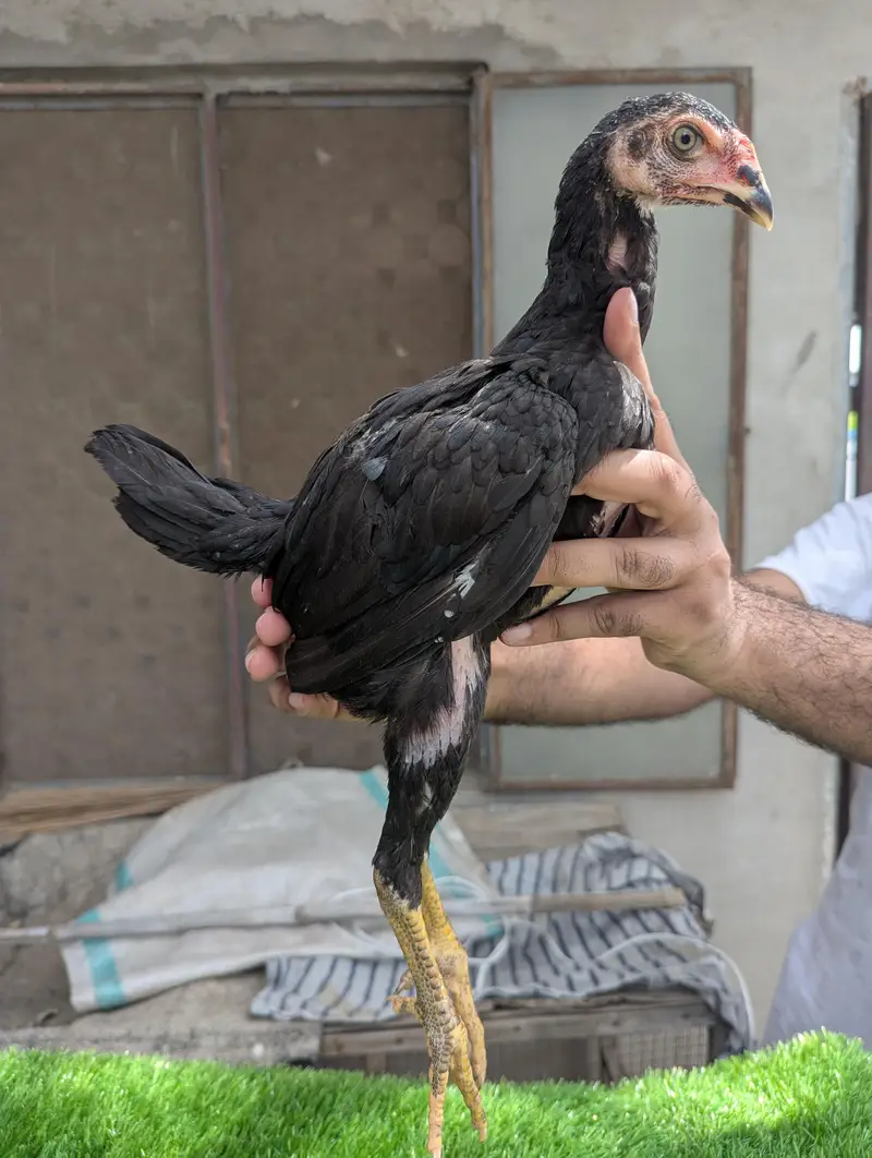 Pure Panus Pakoye NeckLocker Line Chicks 3 months & 1 month Aseel Thai — photo 3