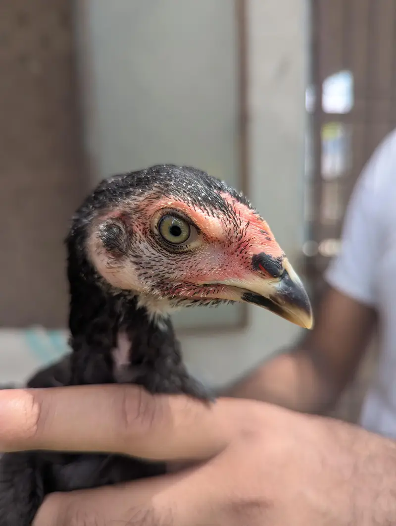 Pure Panus Pakoye NeckLocker Line Chicks 3 months & 1 month Aseel Thai — photo 4