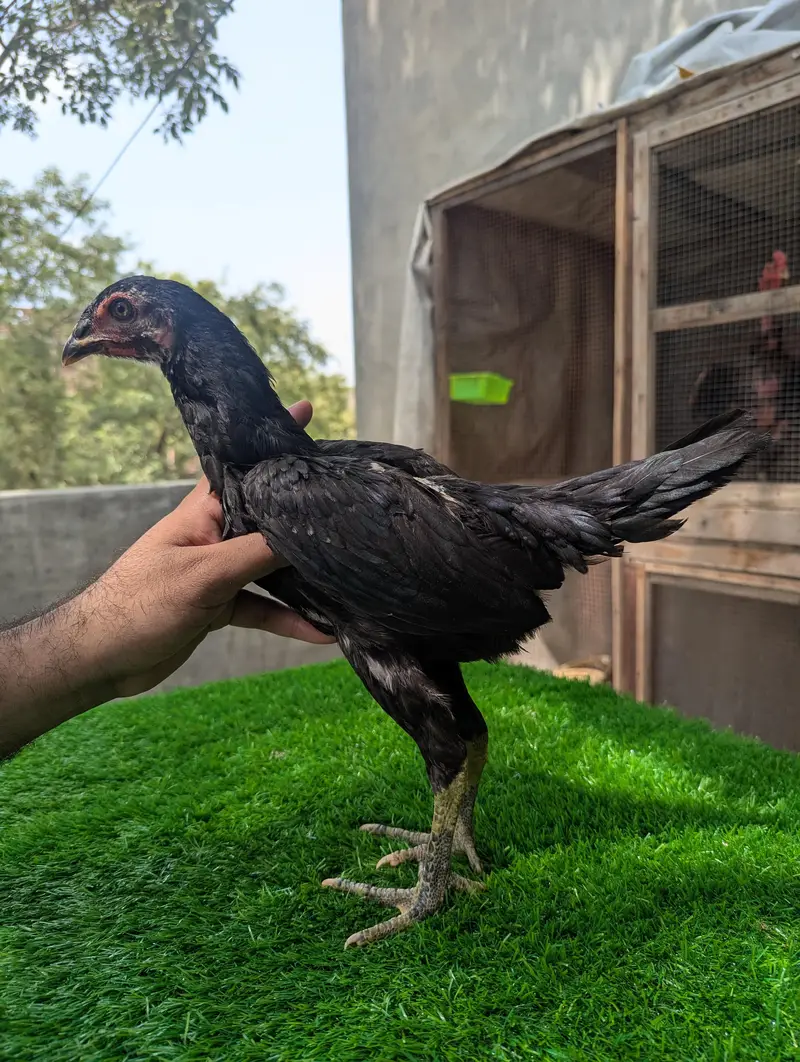 Pure Panus Pakoye NeckLocker Line Chicks 3 months & 1 month Aseel Thai — photo 5