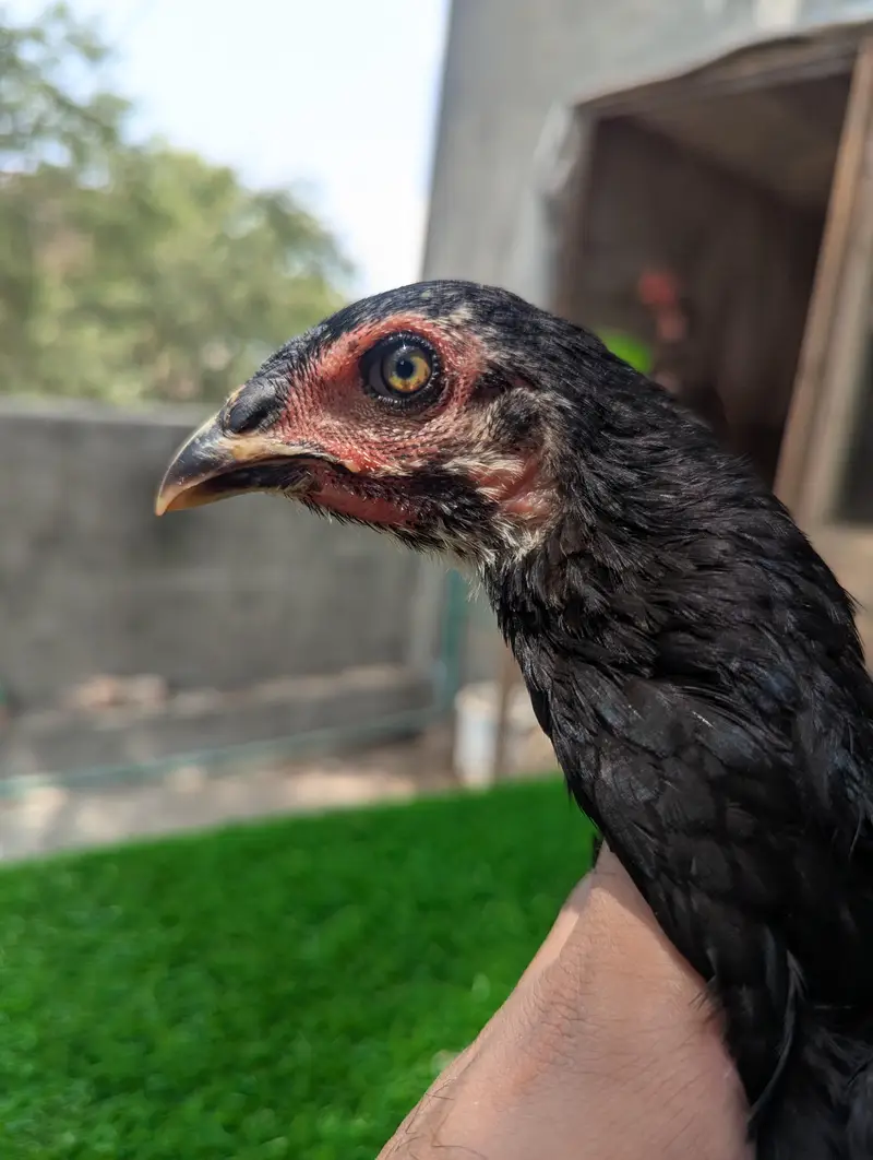 Pure Panus Pakoye NeckLocker Line Chicks 3 months & 1 month Aseel Thai — photo 6