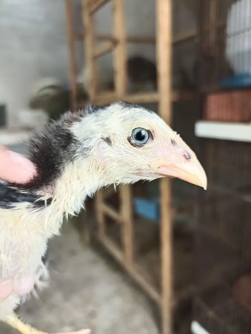 Pure Panus Pakoye NeckLocker Line Chicks 3 months & 1 month Aseel Thai — photo 7