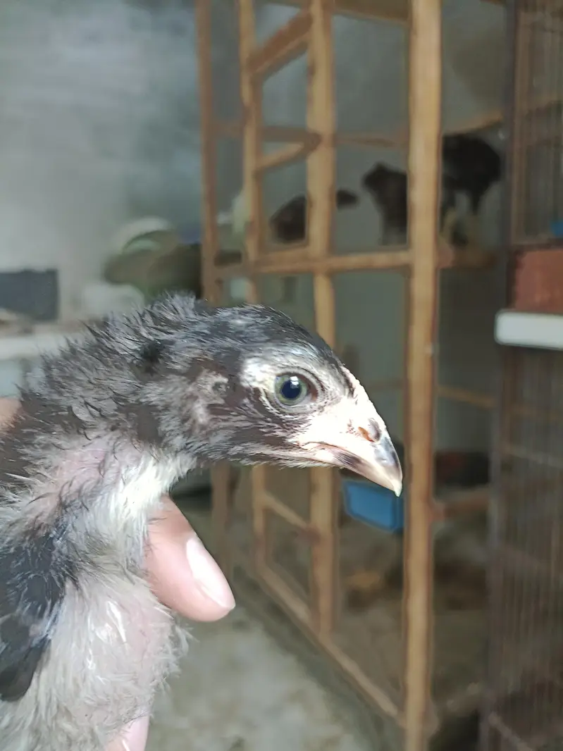Pure Panus Pakoye NeckLocker Line Chicks 3 months & 1 month Aseel Thai — photo 8