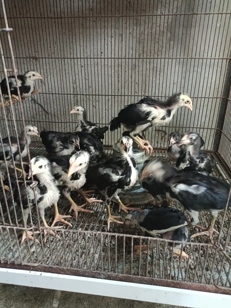 Pure Panus Pakoye NeckLocker Line Chicks 3 months & 1 month Aseel Thai — photo 9