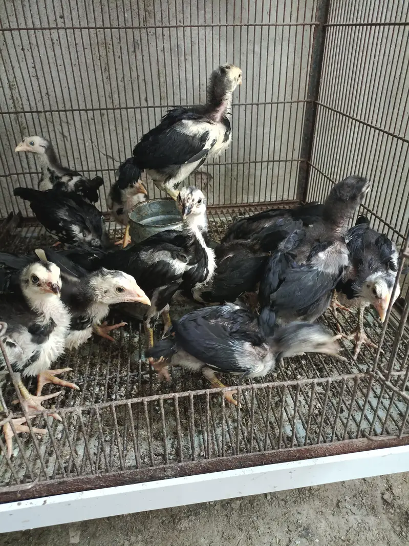 Pure Panus Pakoye NeckLocker Line Chicks 3 months & 1 month Aseel Thai — photo 10
