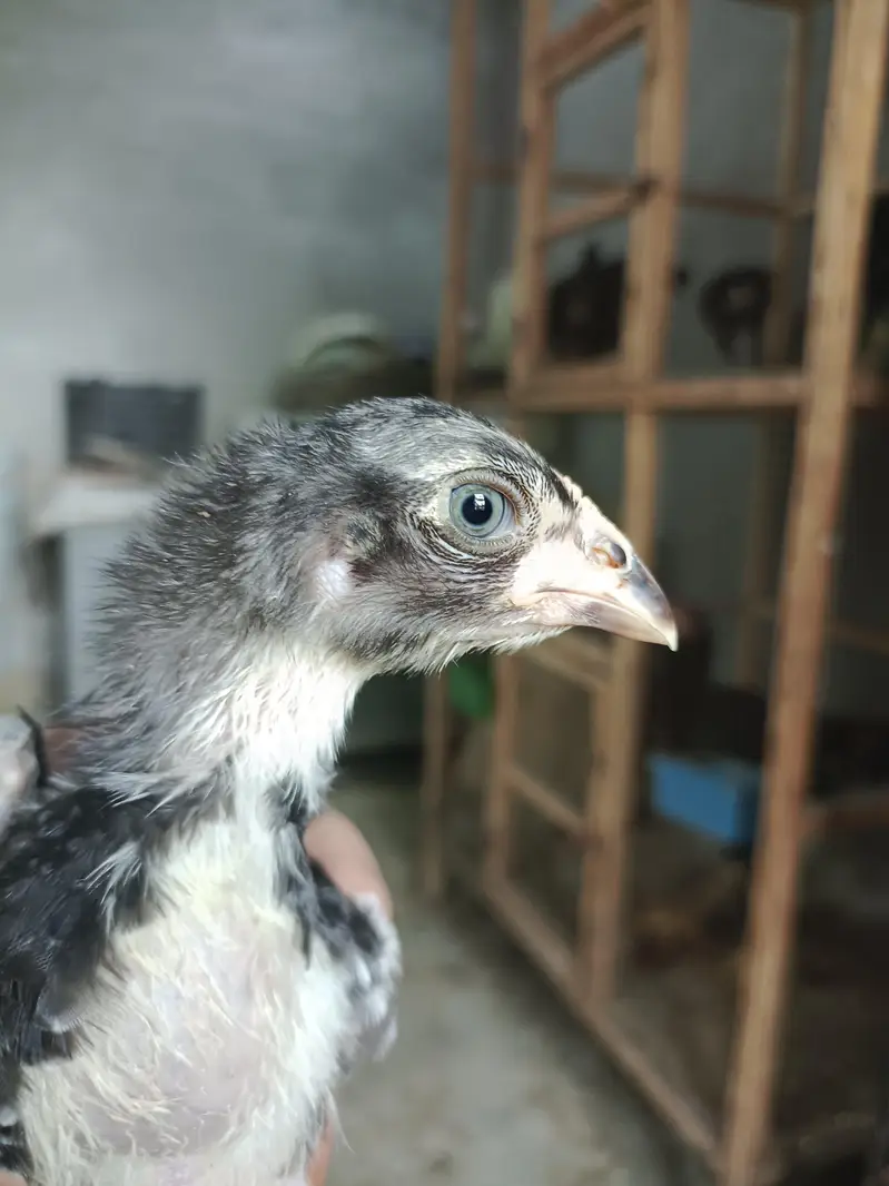 Pure Panus Pakoye NeckLocker Line Chicks 3 months & 1 month Aseel Thai — photo 11