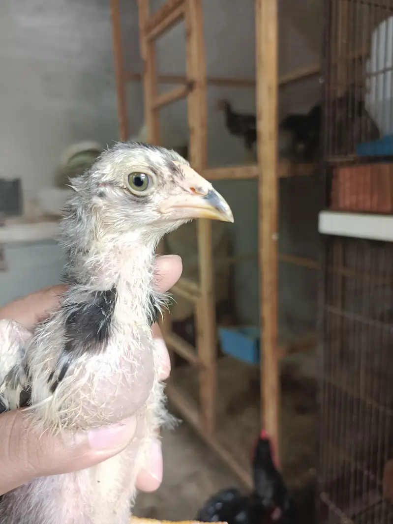 Pure Panus Pakoye NeckLocker Line Chicks 3 months & 1 month Aseel Thai — photo 12