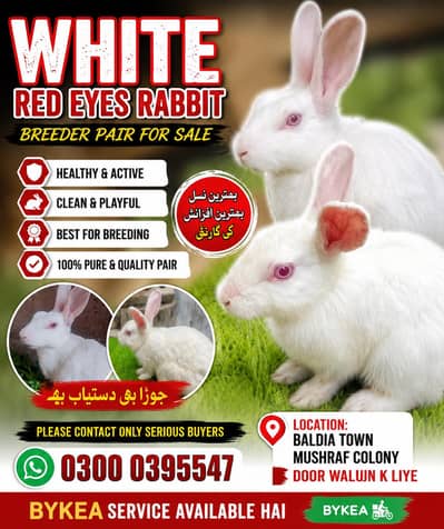 RED EYES RABBIT — BREEDER PAIR FOR SALE