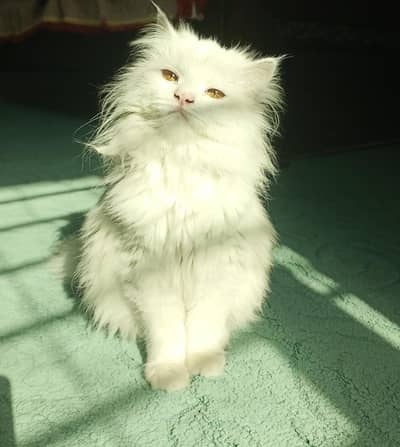 Persian Cat - Urgent sale