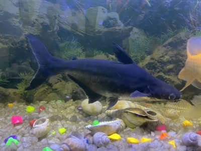 Pair of shark fish