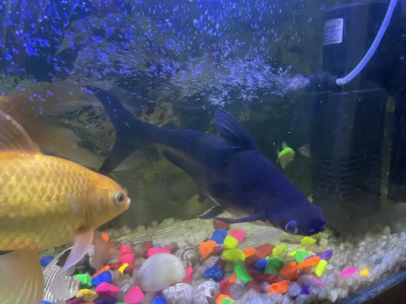 Pair of shark fish — photo 2