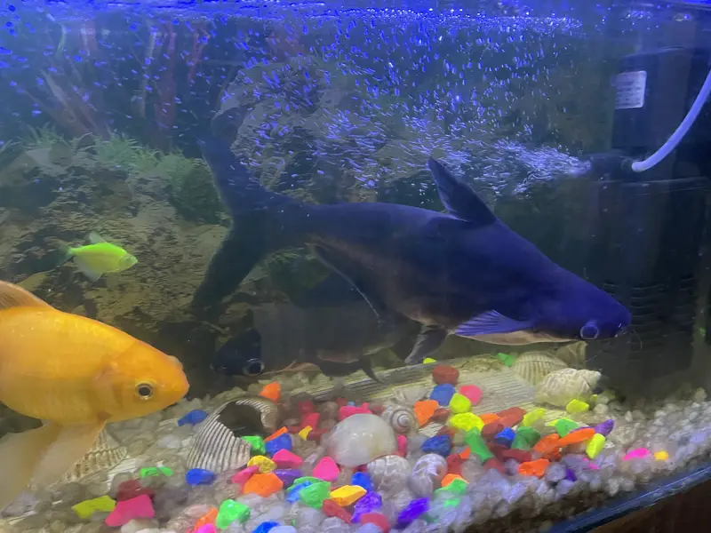 Pair of shark fish — photo 3