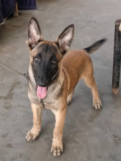 Male Belgian Malinois K9 Puppy – 3 Months.     contact    03716750592