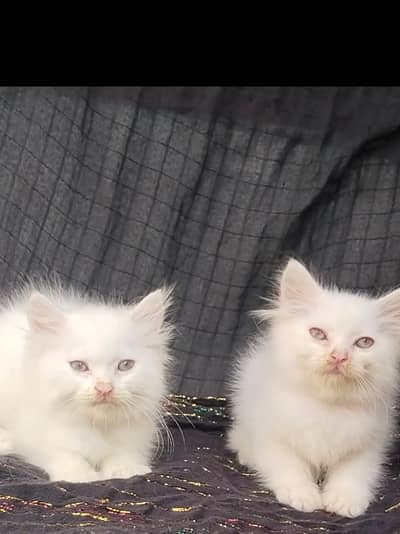 parsian   kitten for sale