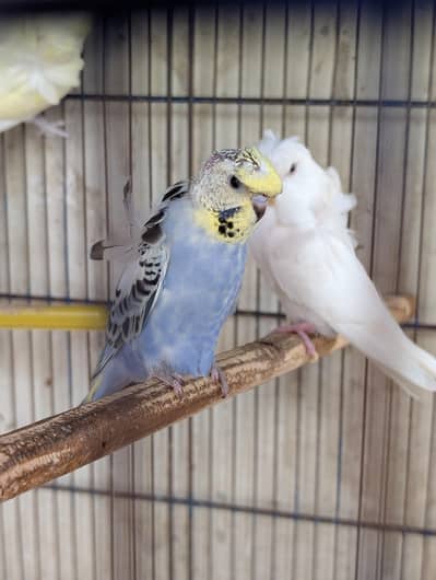 helicopter Australian budgie Hogoromo Double Crunchy Flower Split