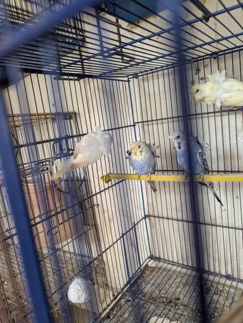 helicopter Australian budgie Hogoromo Double Crunchy Flower Split — photo 2