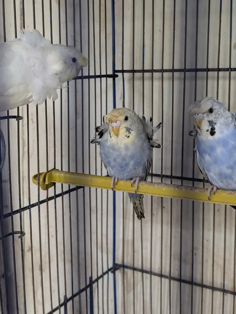helicopter Australian budgie Hogoromo Double Crunchy Flower Split — photo 3