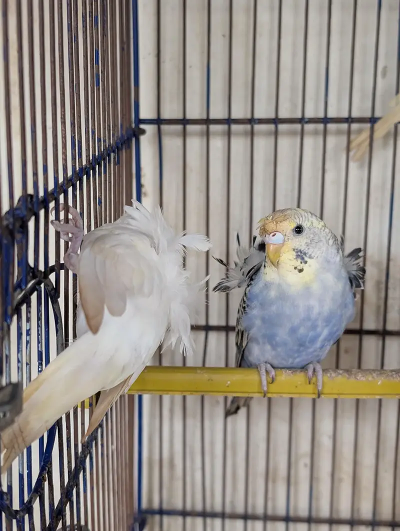 helicopter Australian budgie Hogoromo Double Crunchy Flower Split — photo 4
