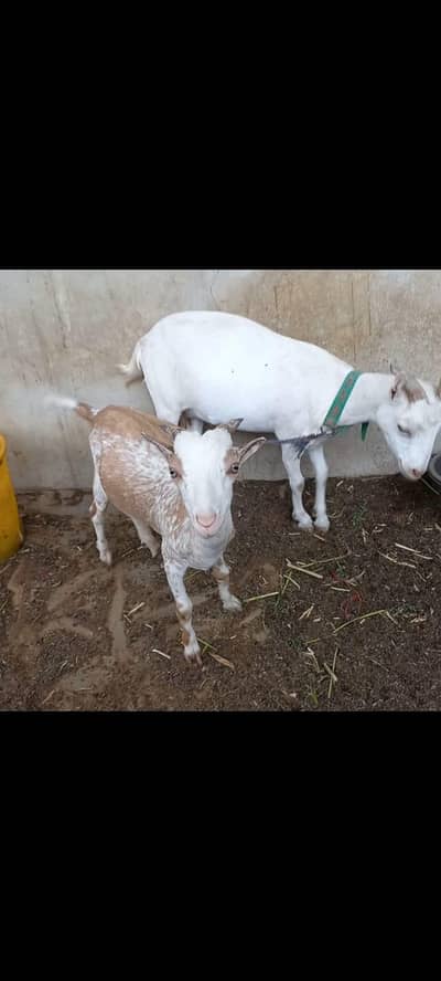 Goats setup bakra bakri pair for urgent sell