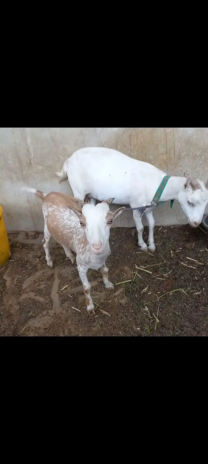 Goats setup for urgent sell — photo 2