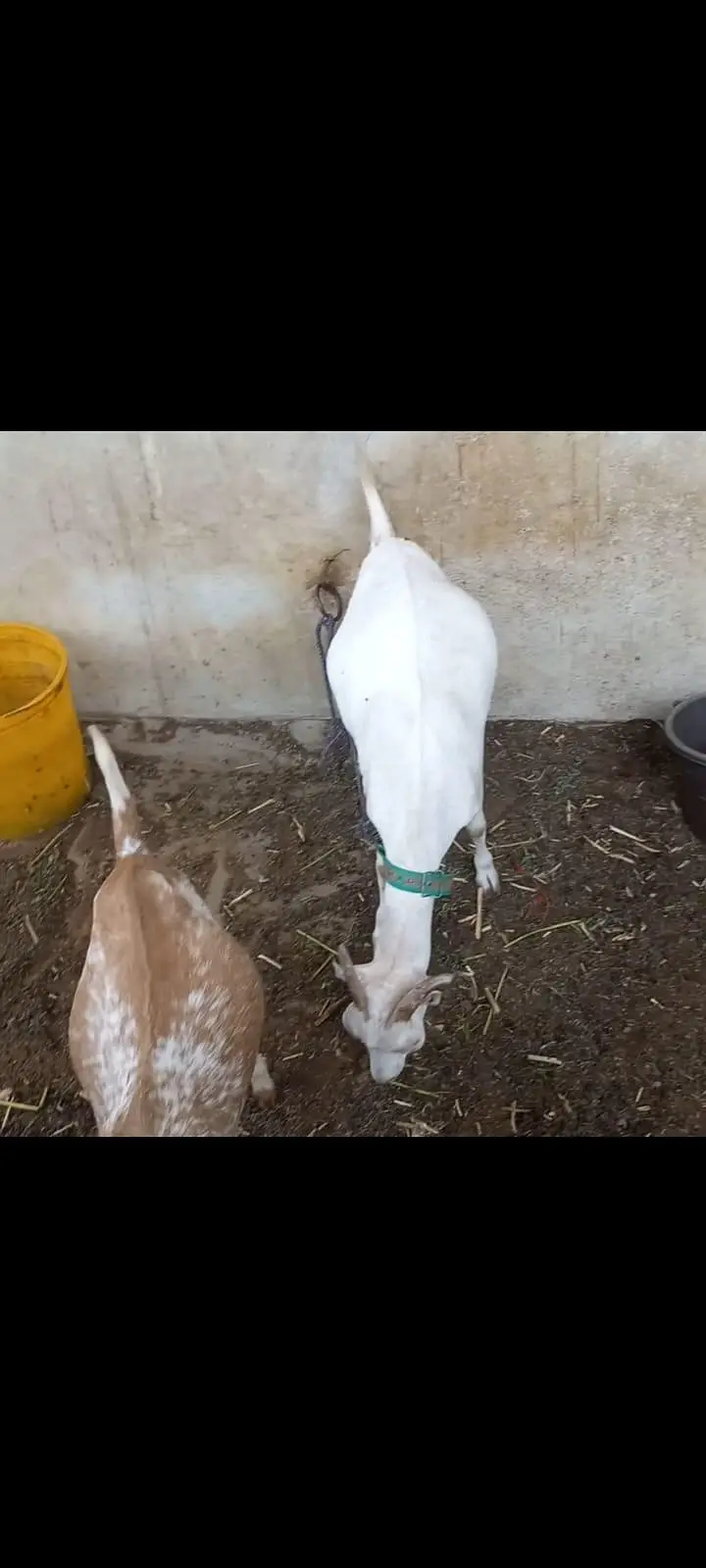 Goats setup for urgent sell — photo 3