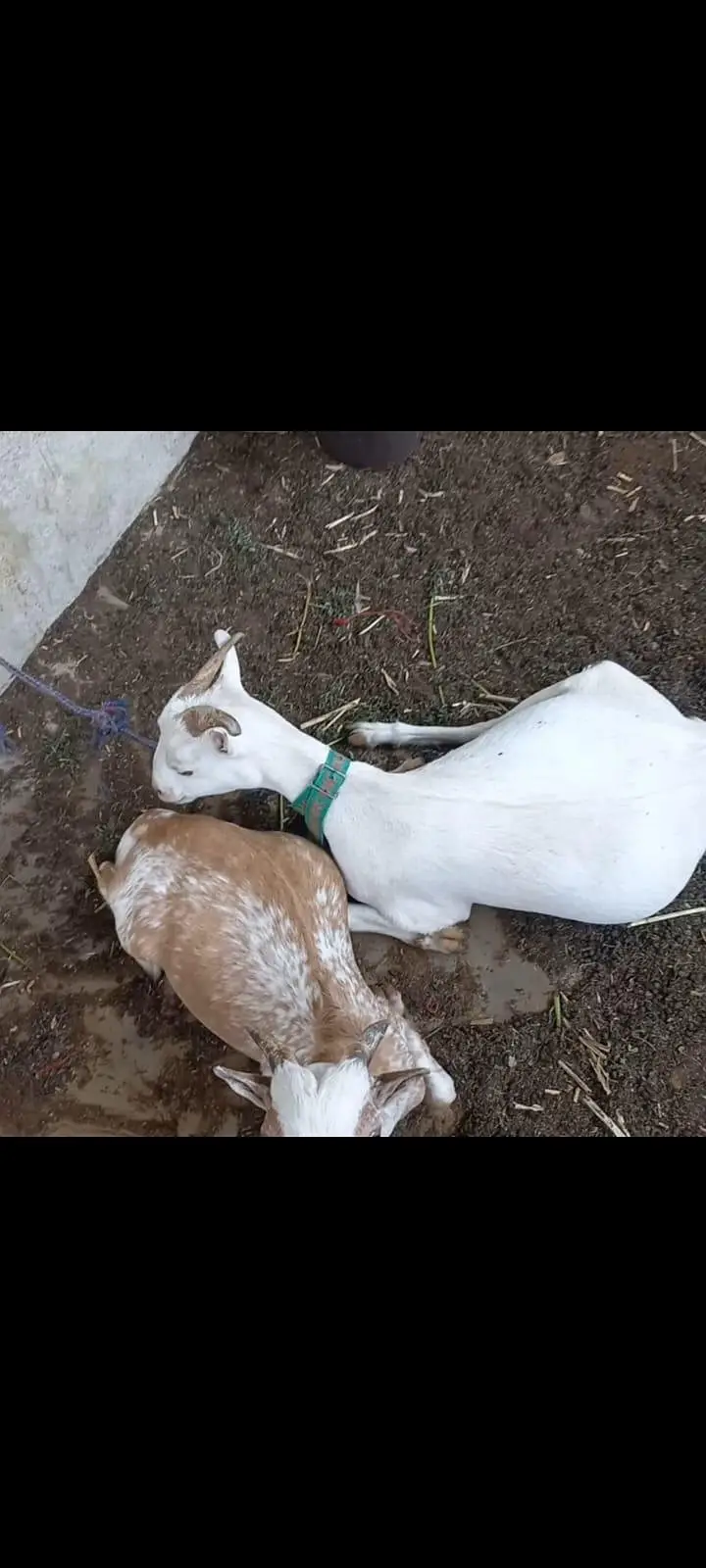 Goats setup for urgent sell — photo 4