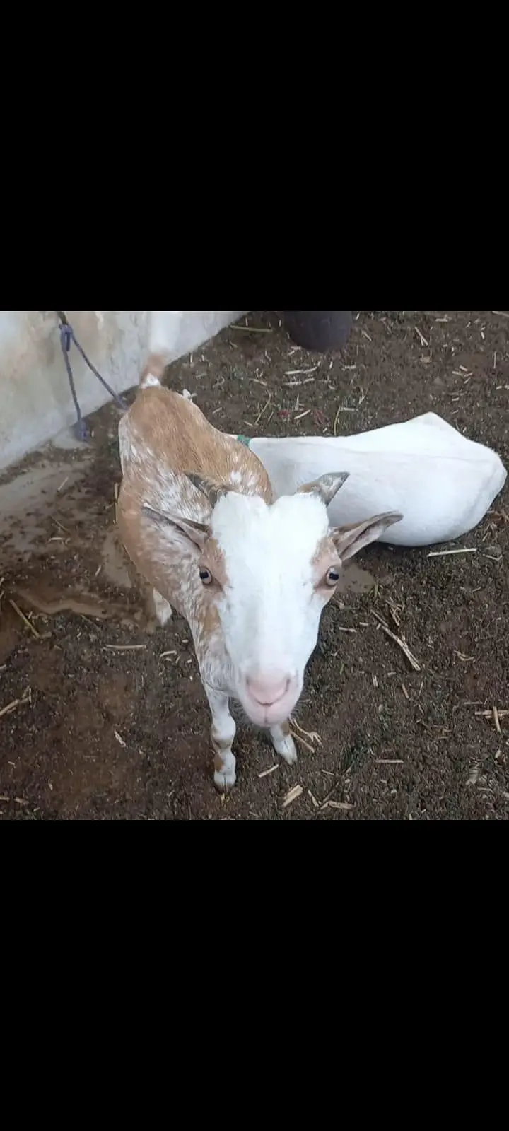 Goats setup for urgent sell — photo 5